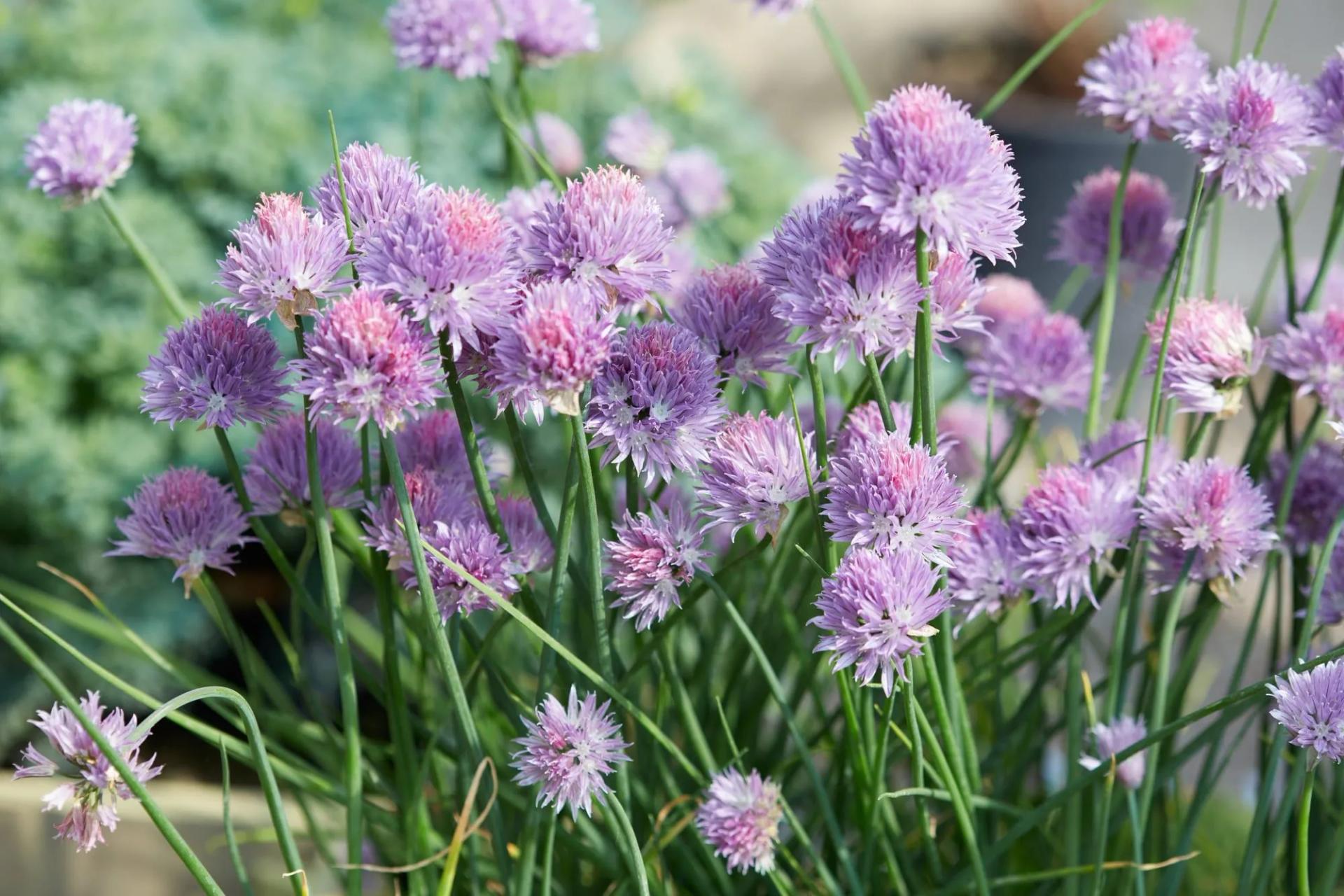 Chives with Flowers