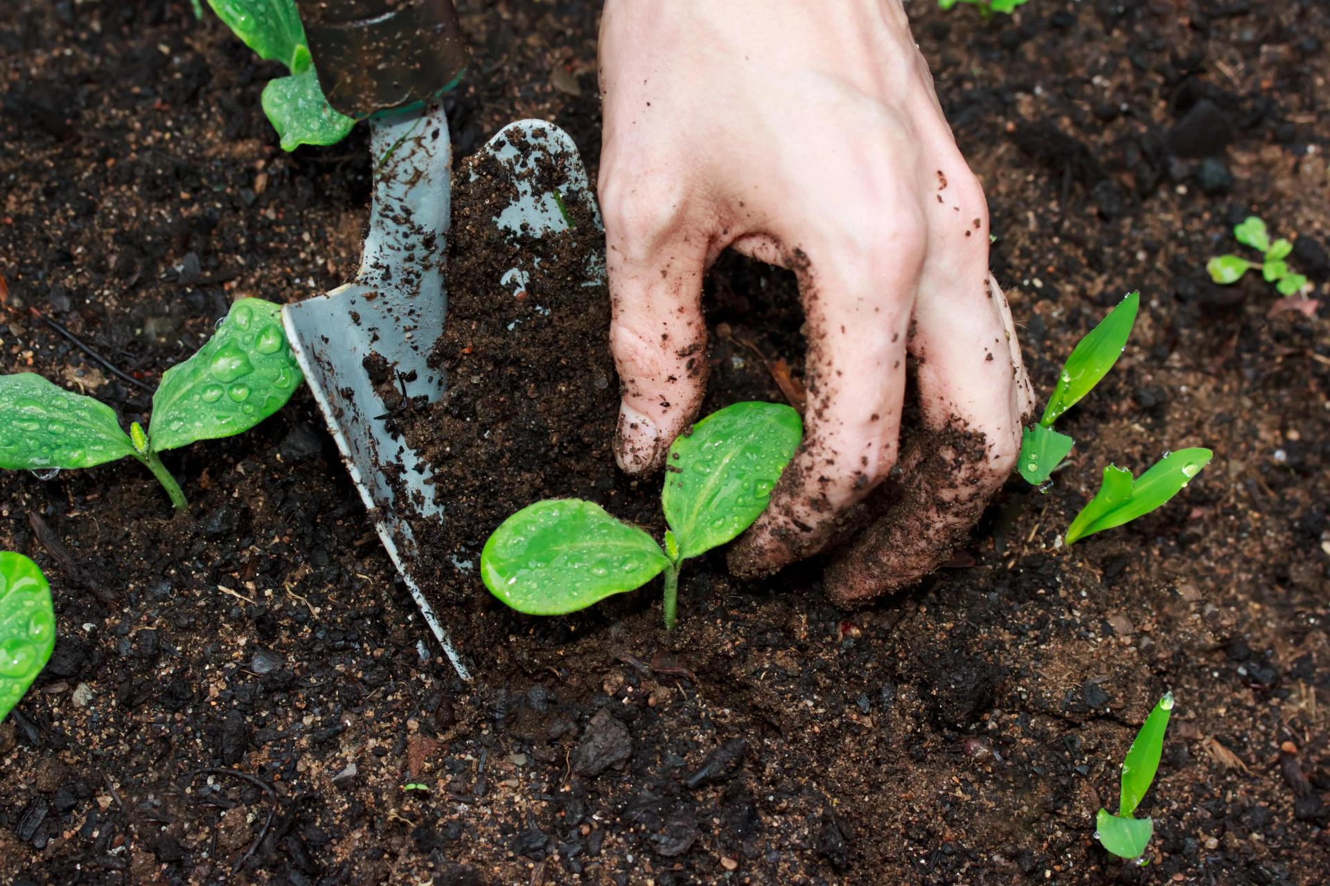Potting Soil vs. Potting Mix — The Difference, Pros & Cons, How to Choose
