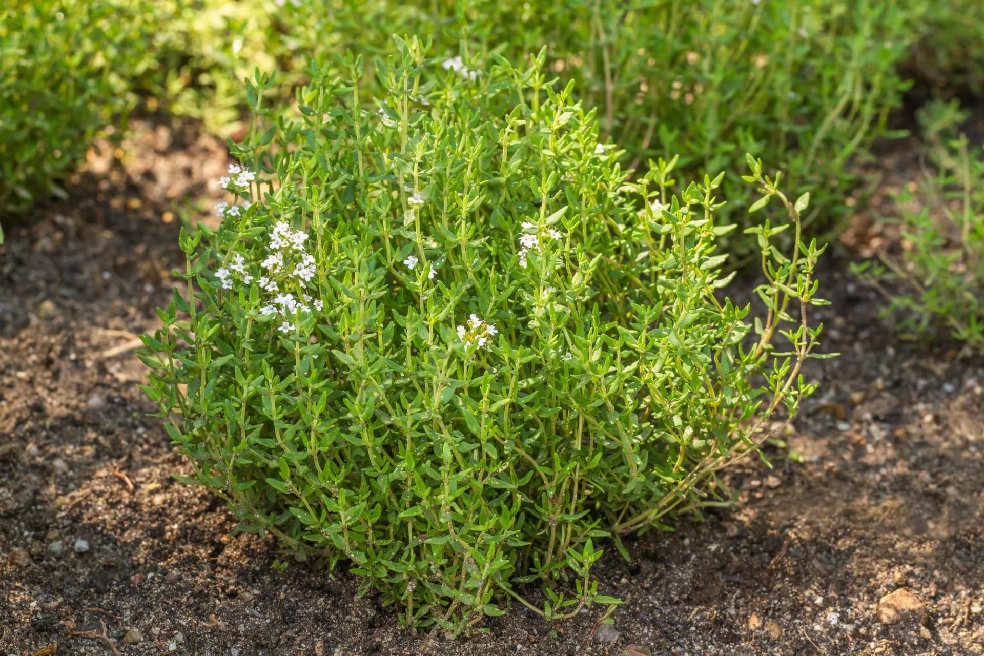 Thyme in a Garden