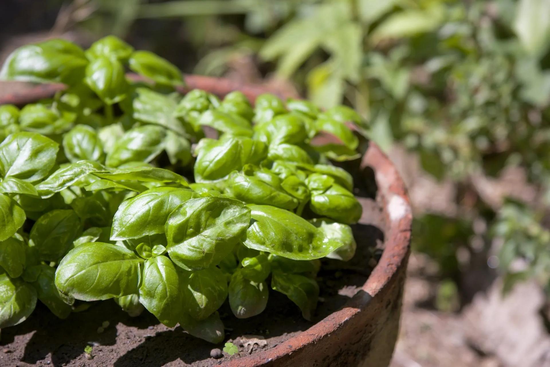 Basil is a Pot