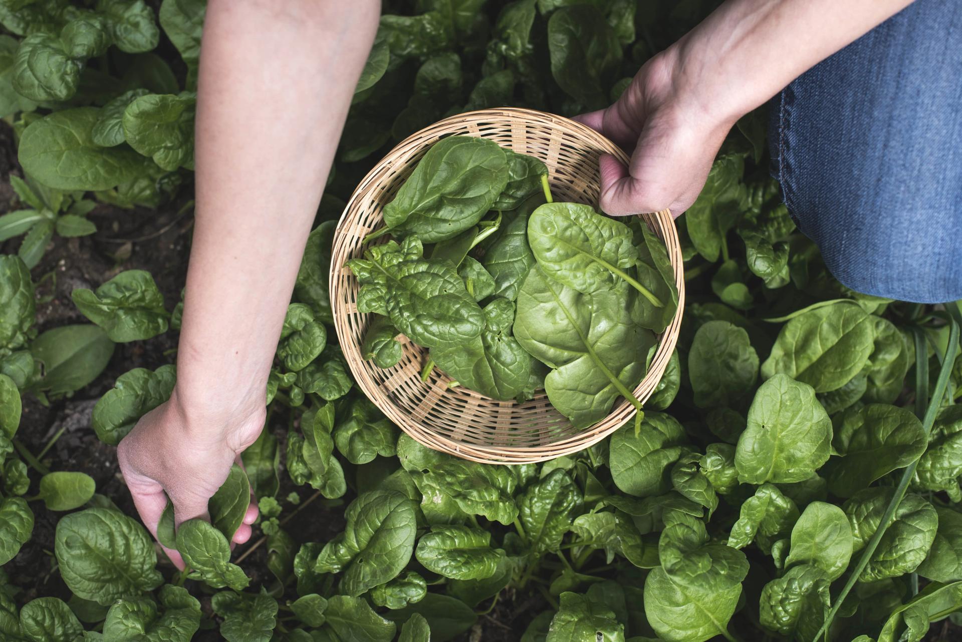 Thinning Out Spinach