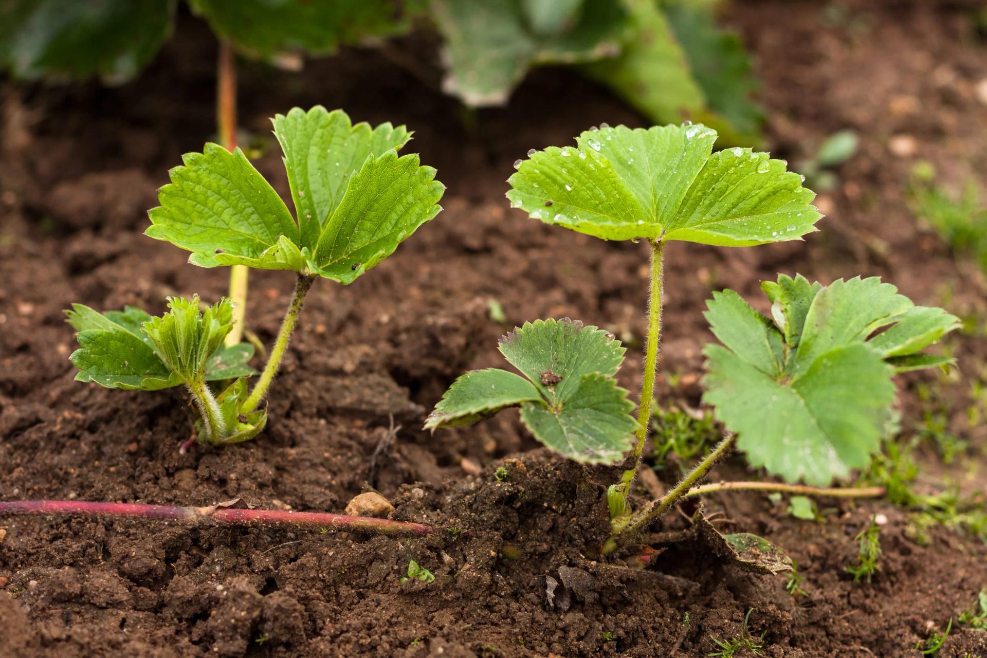 Strawberry Propagation