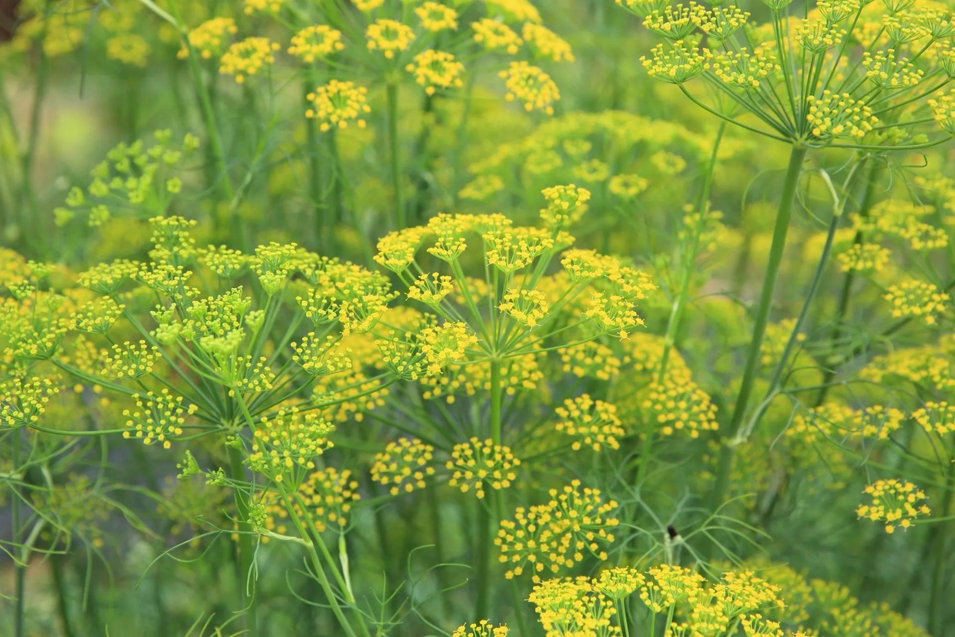 Fennel Flowers