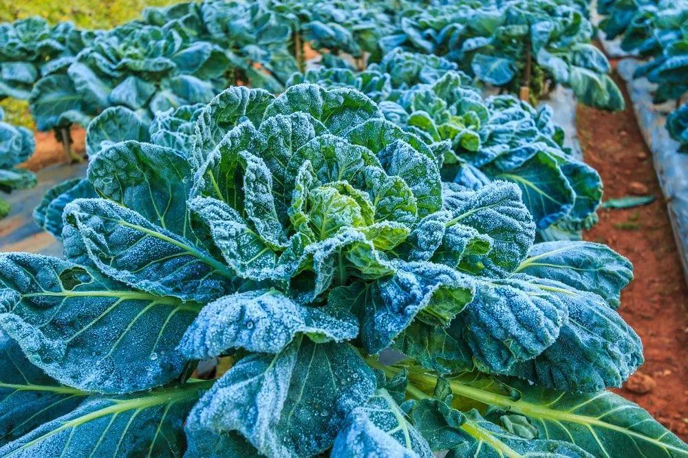 How to Winterize Your Garden (Gardening Beds & Landscape Prep Steps)