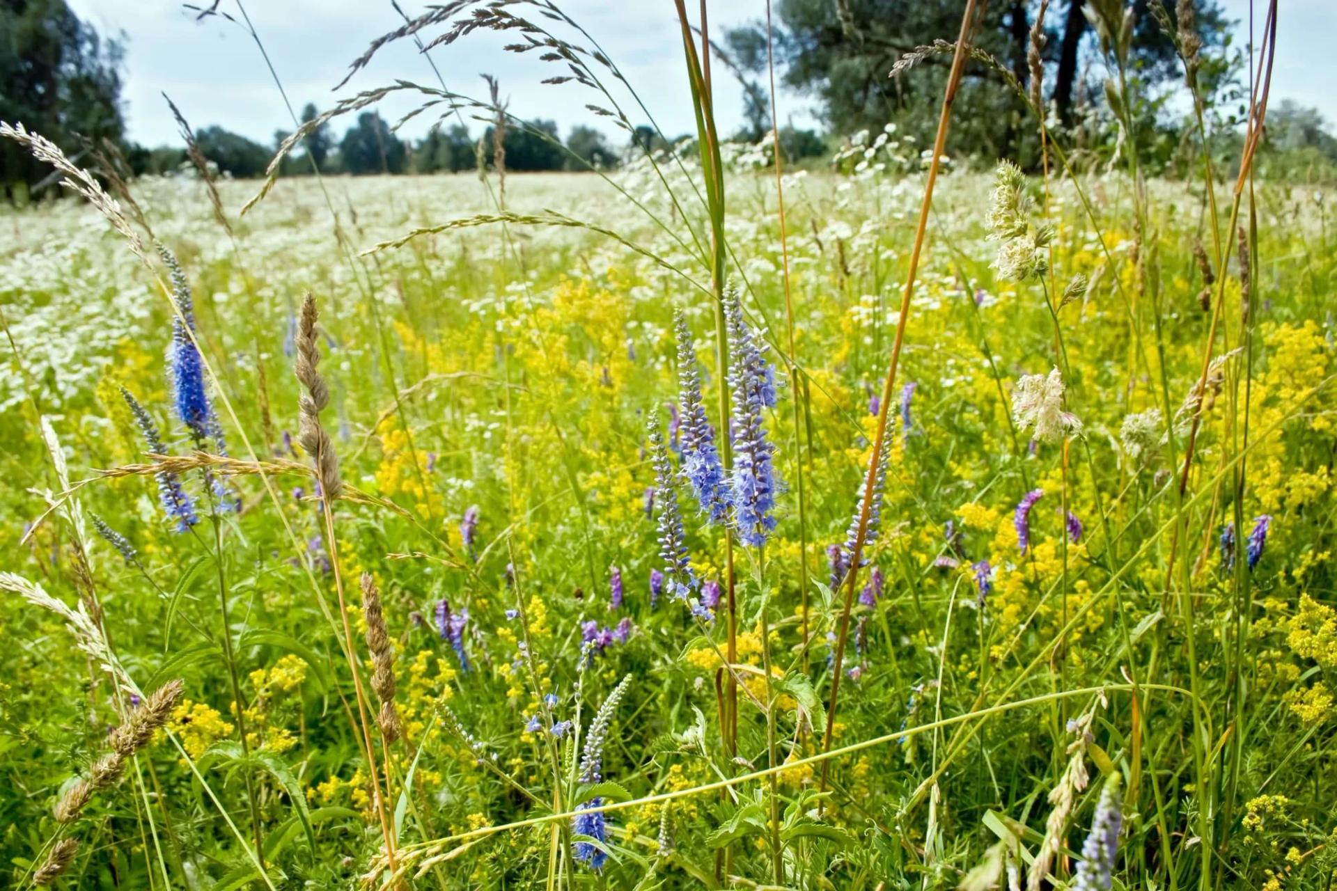 Great Blue Lobelia