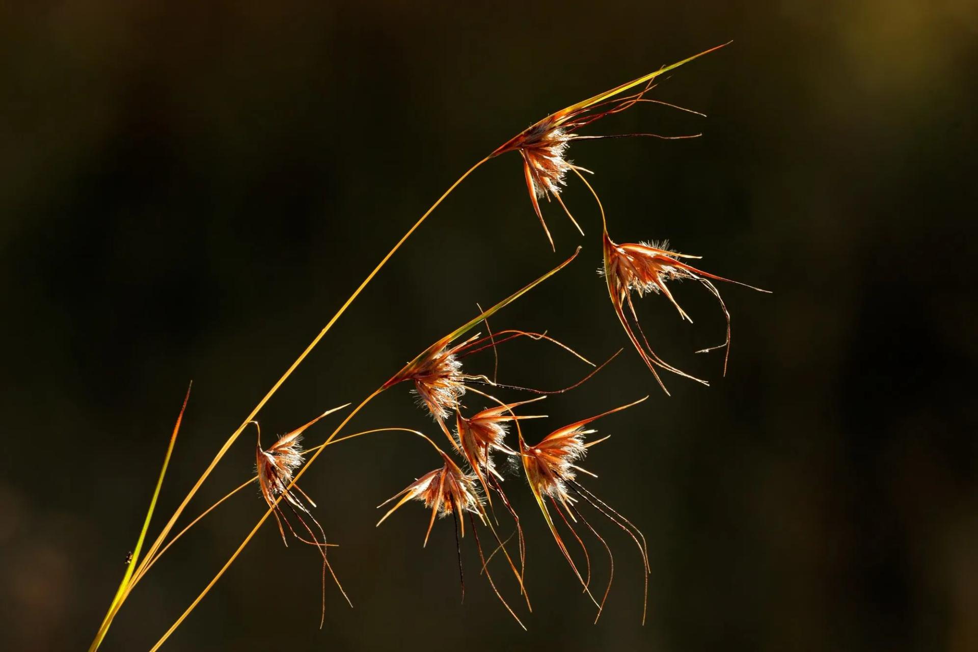 Red Oat Grass