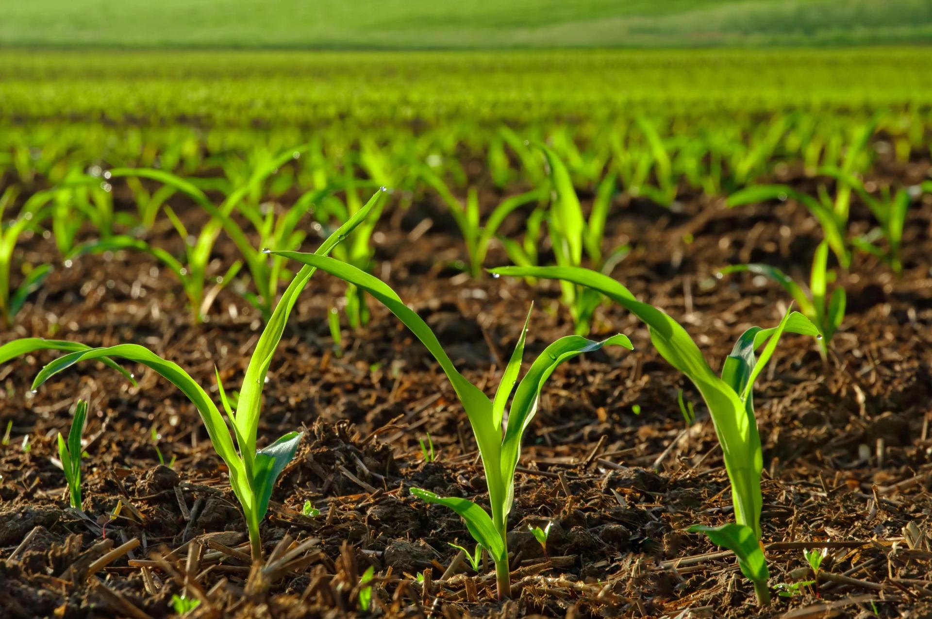 Sprouts in the Field