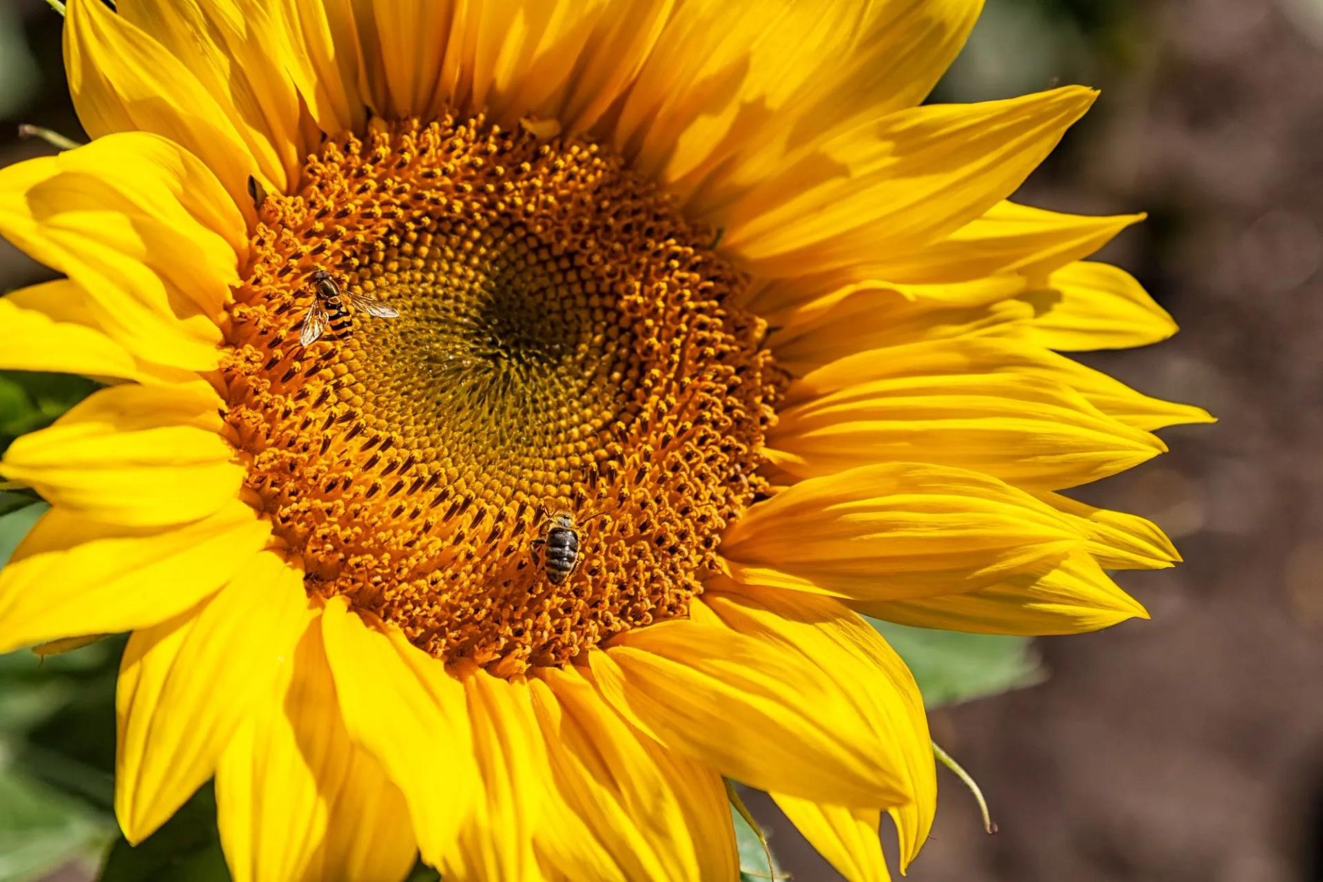 Wasp on a Sunflower