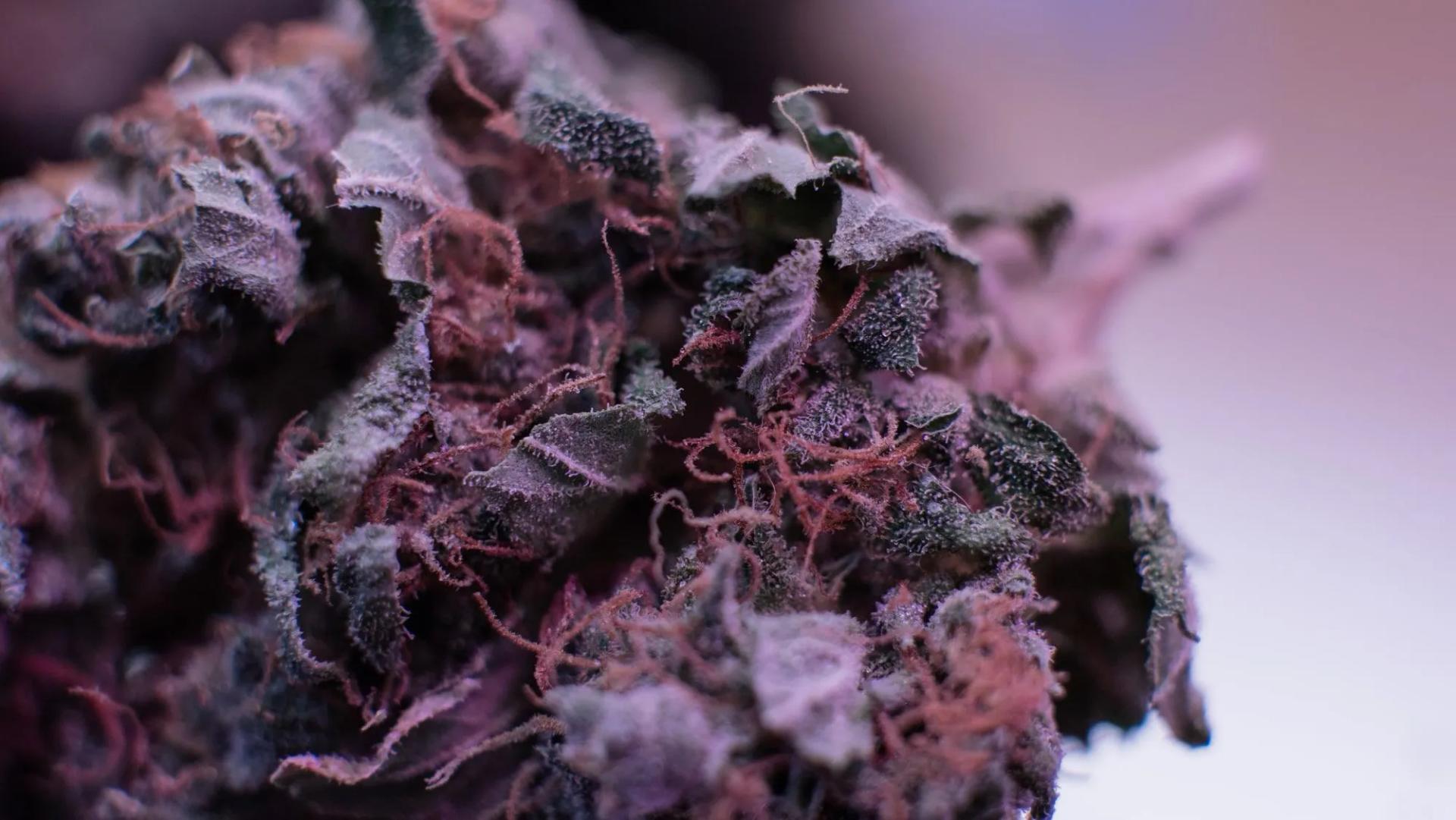 Lavender Haze Marijuana Strain Information