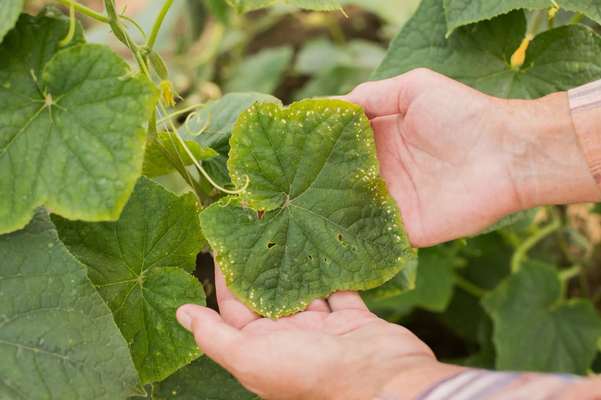  Downy Mildew on Cucumber Leaf