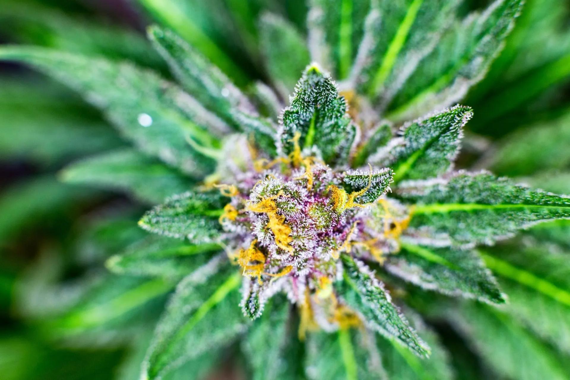 Purple Marijuana Bud