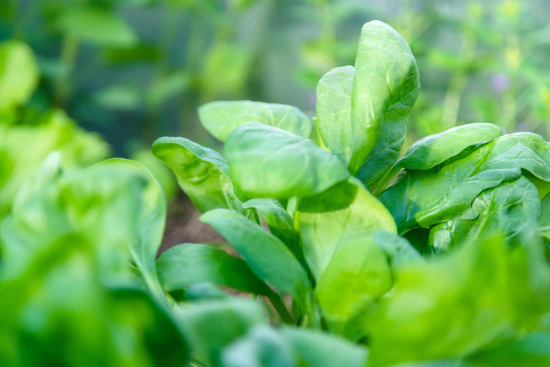 Juicy Spinach