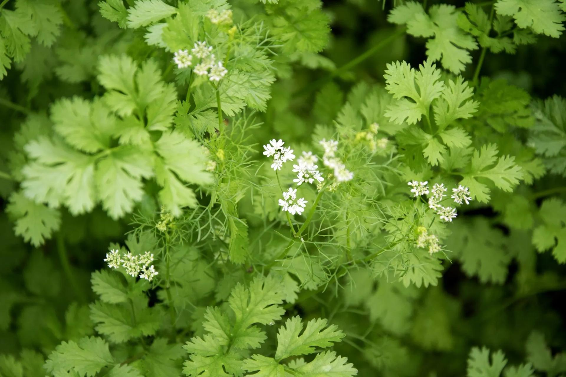 Cilantro with a Companion Plant