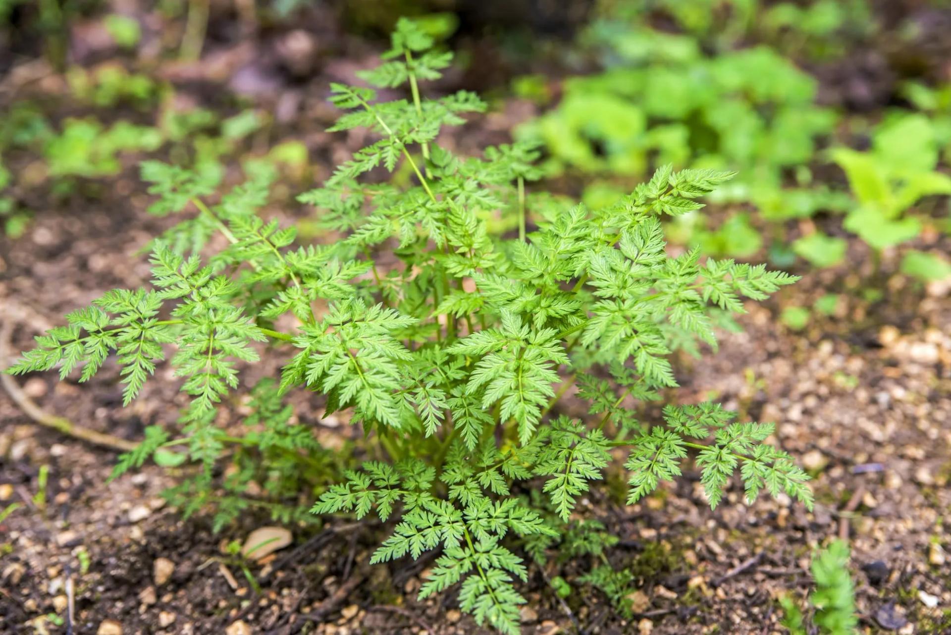 Chervil Outdoors