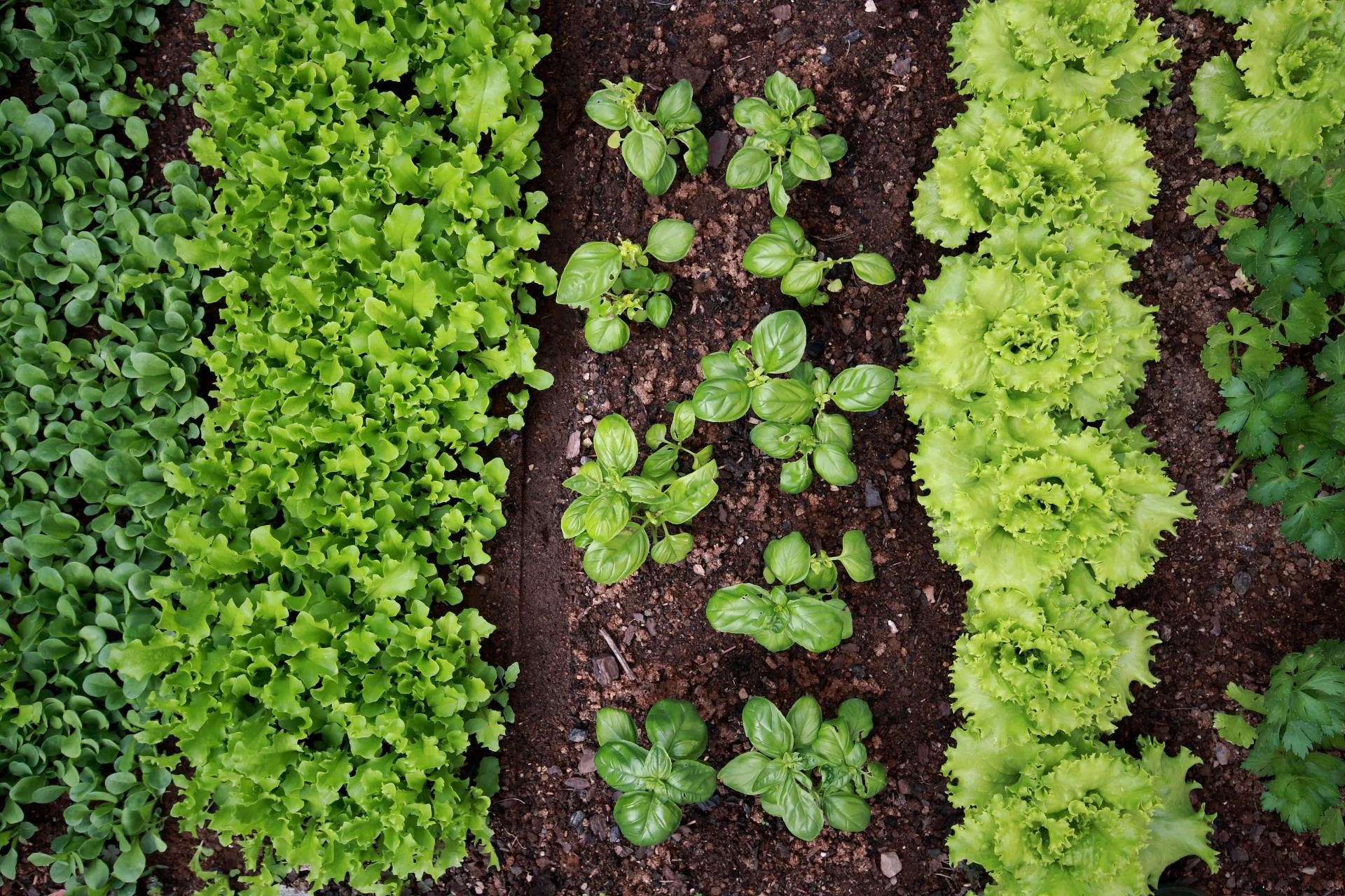 Fertile Soil vs. Productive Soil What Makes Soil Fertile?