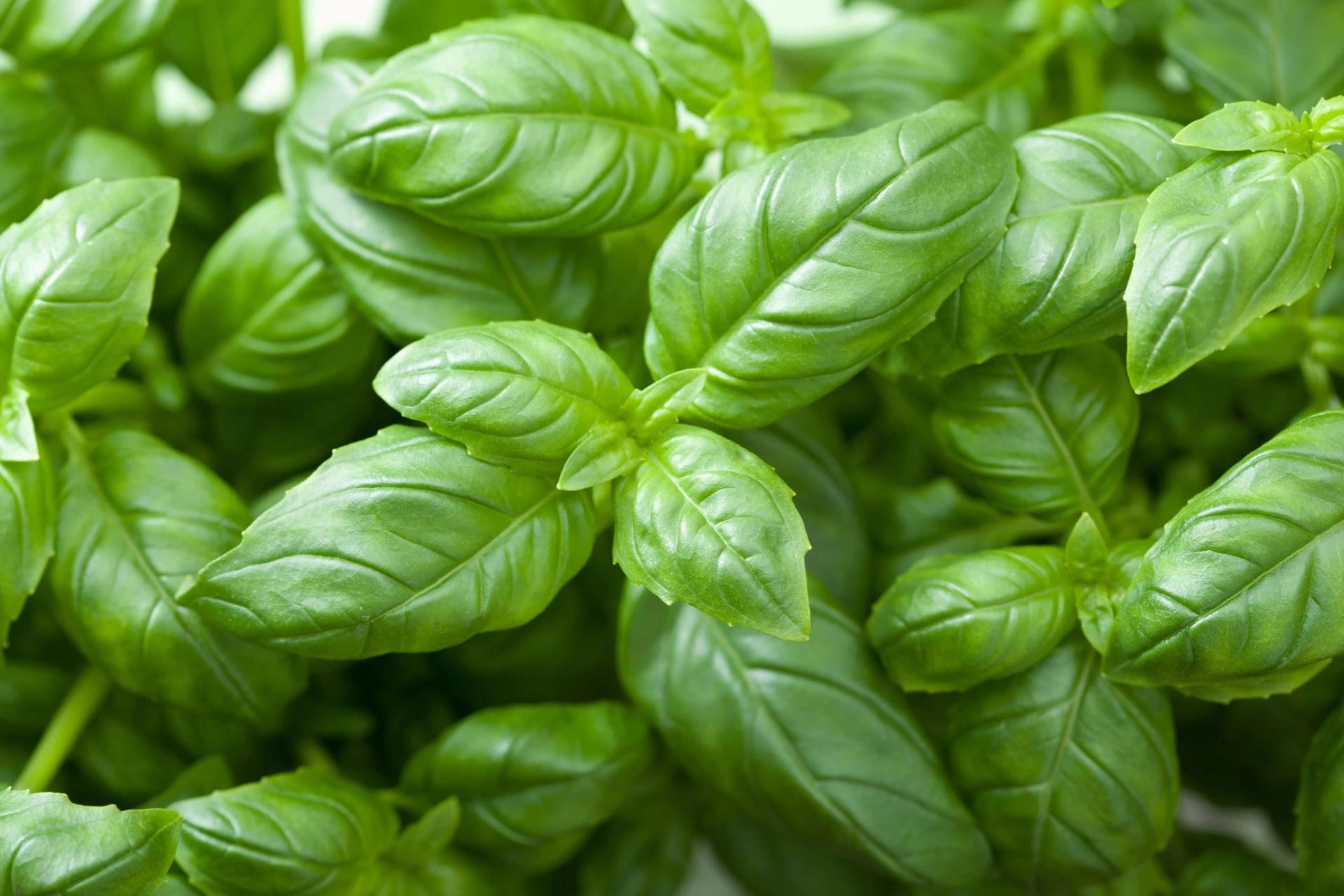 Basil