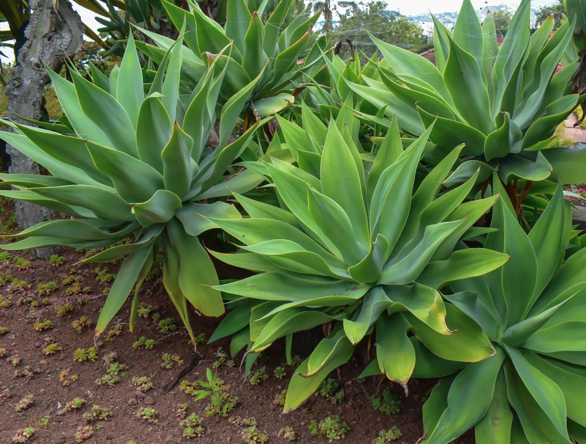 Foxtail Agave Outdoors