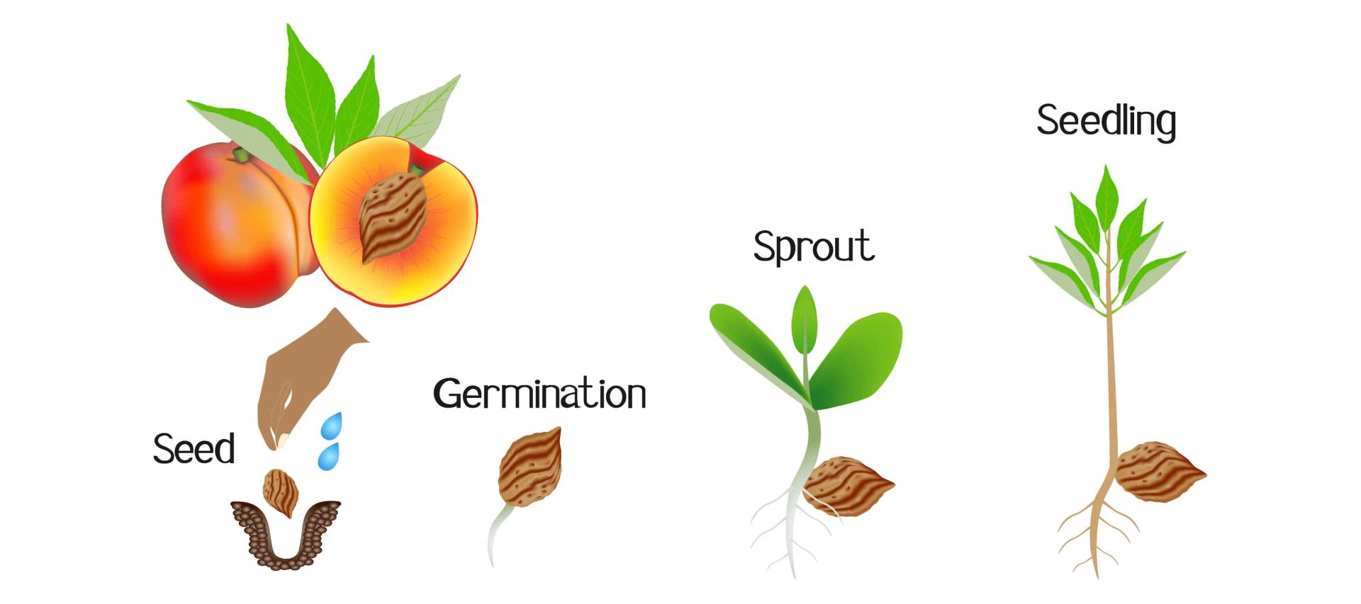 Peach Tree Growth Stages: How Fast Do Peach Trees Grow?