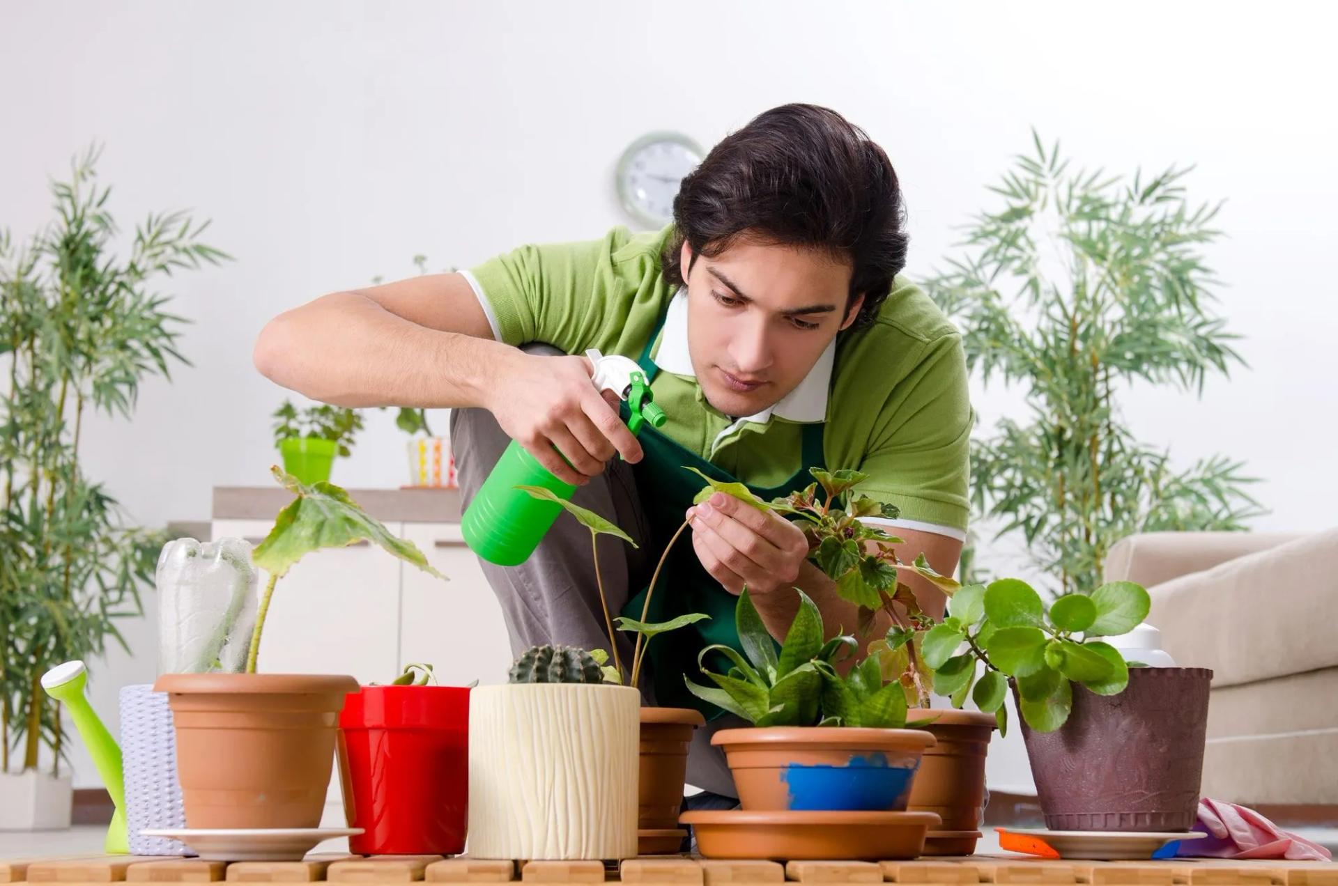 Bug spray deals for indoor plants