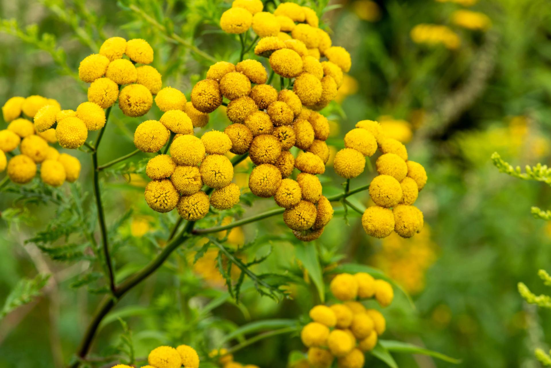 Tansy