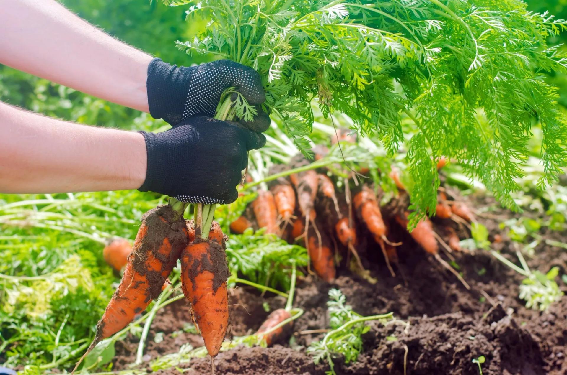 Harvesting Carrots