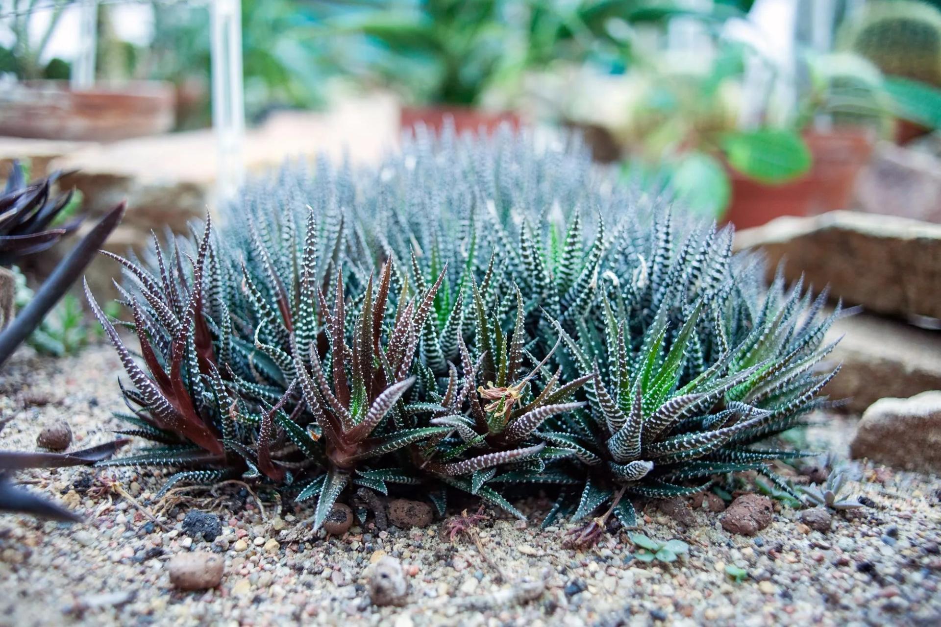 Zebra Haworthias in Garden