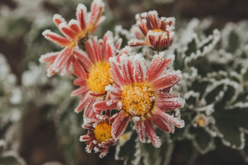 How to Winterize Your Garden (Gardening Beds & Landscape Prep Steps)