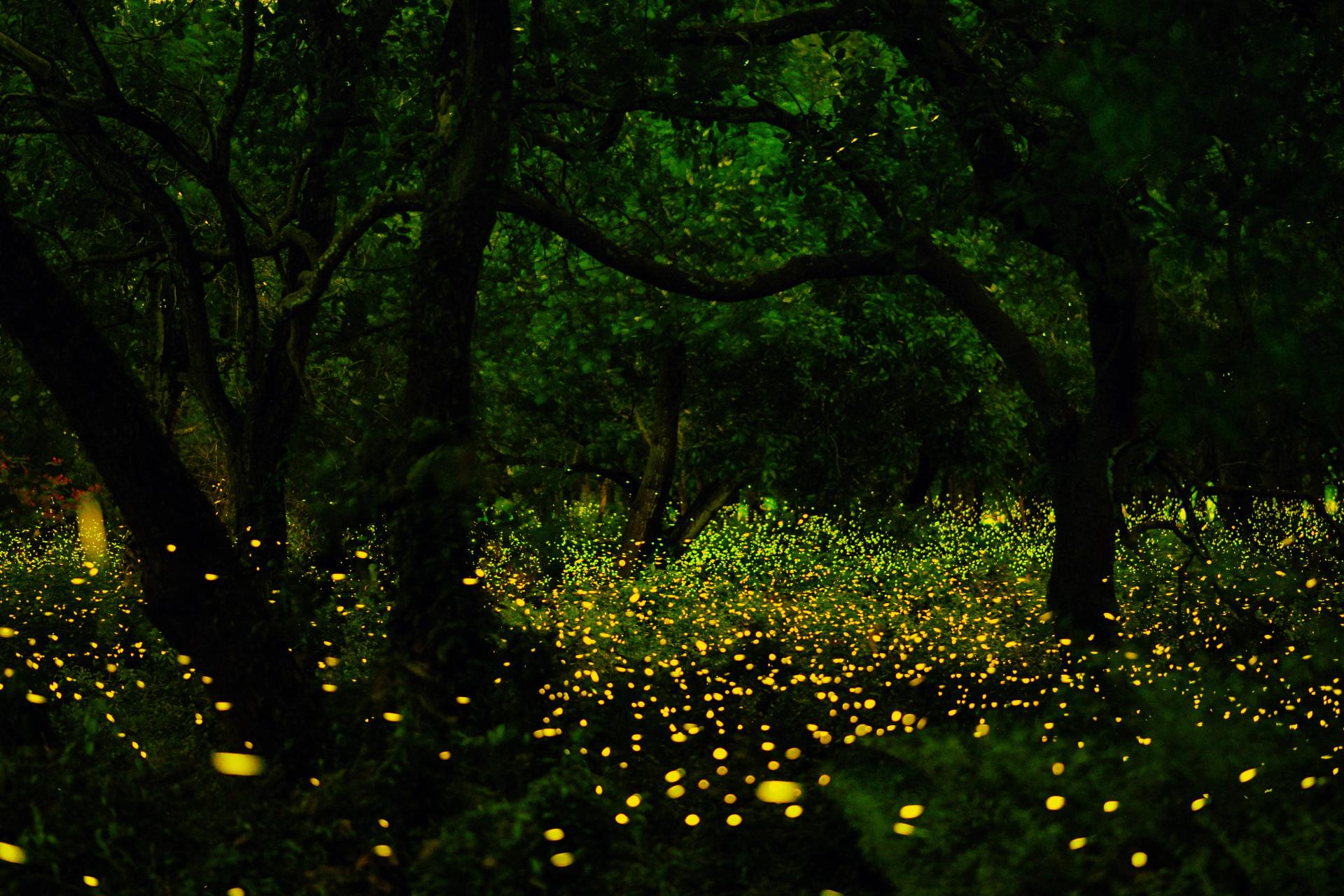 Fireflies