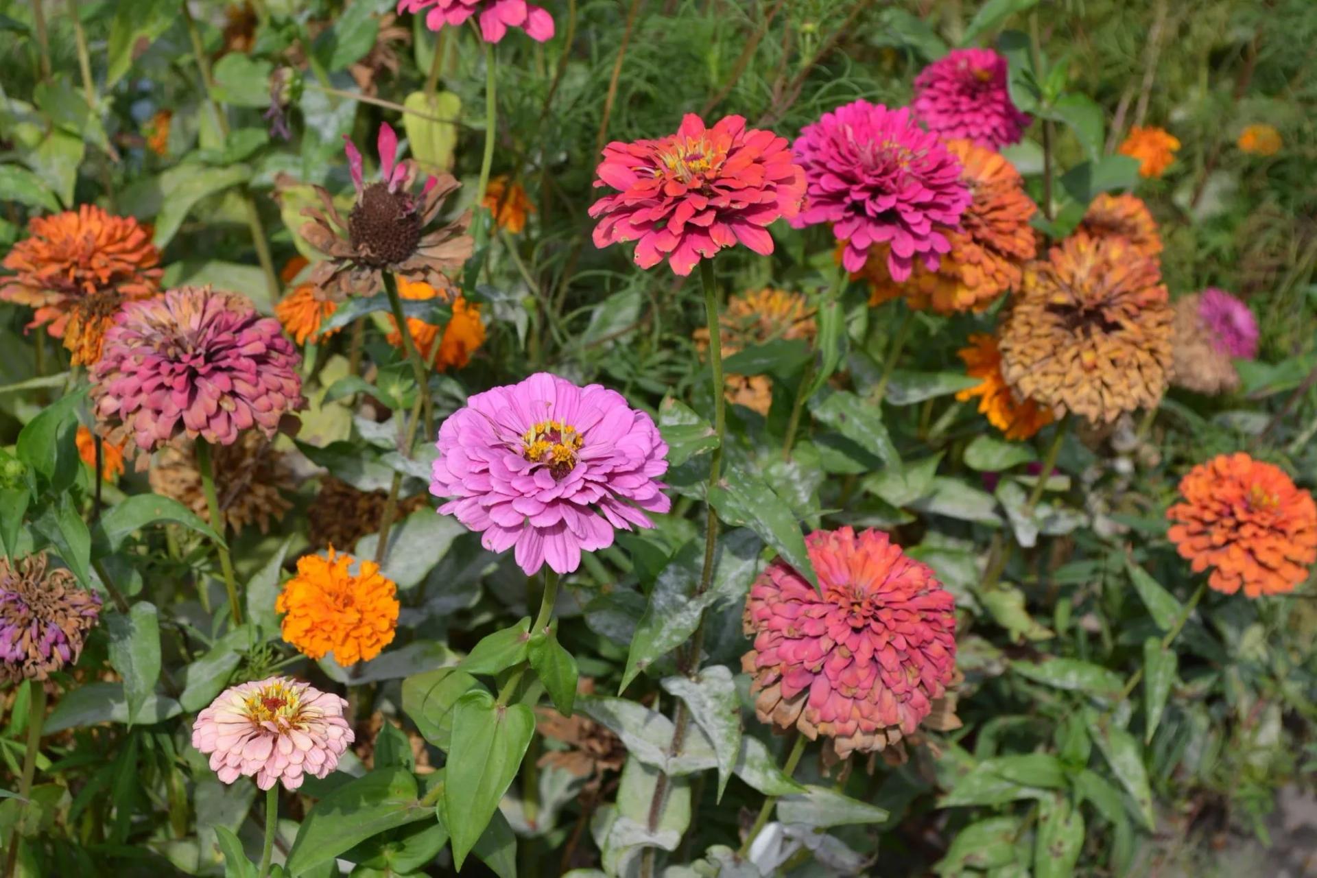 Zinnia Flowers