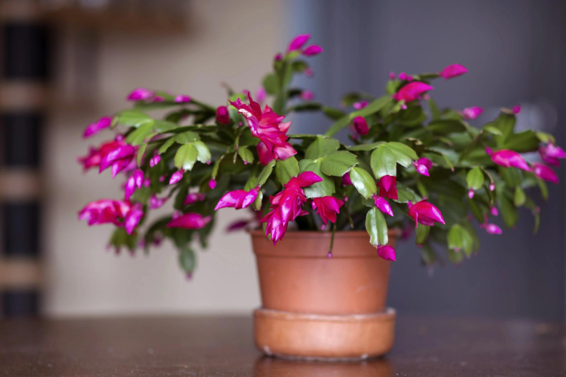 Christmas Cactus in Bloom