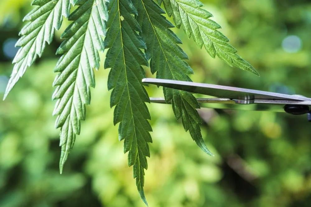 Cannabis Branches And Stems