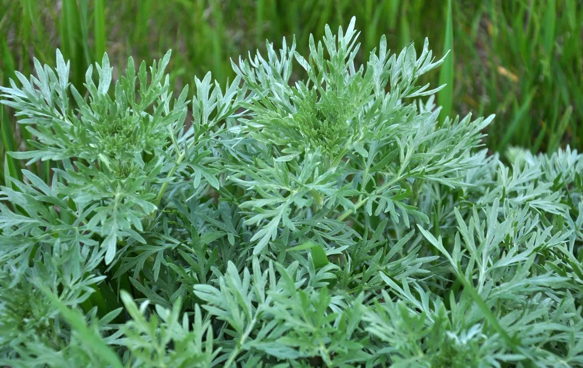 Wormwood Leaves