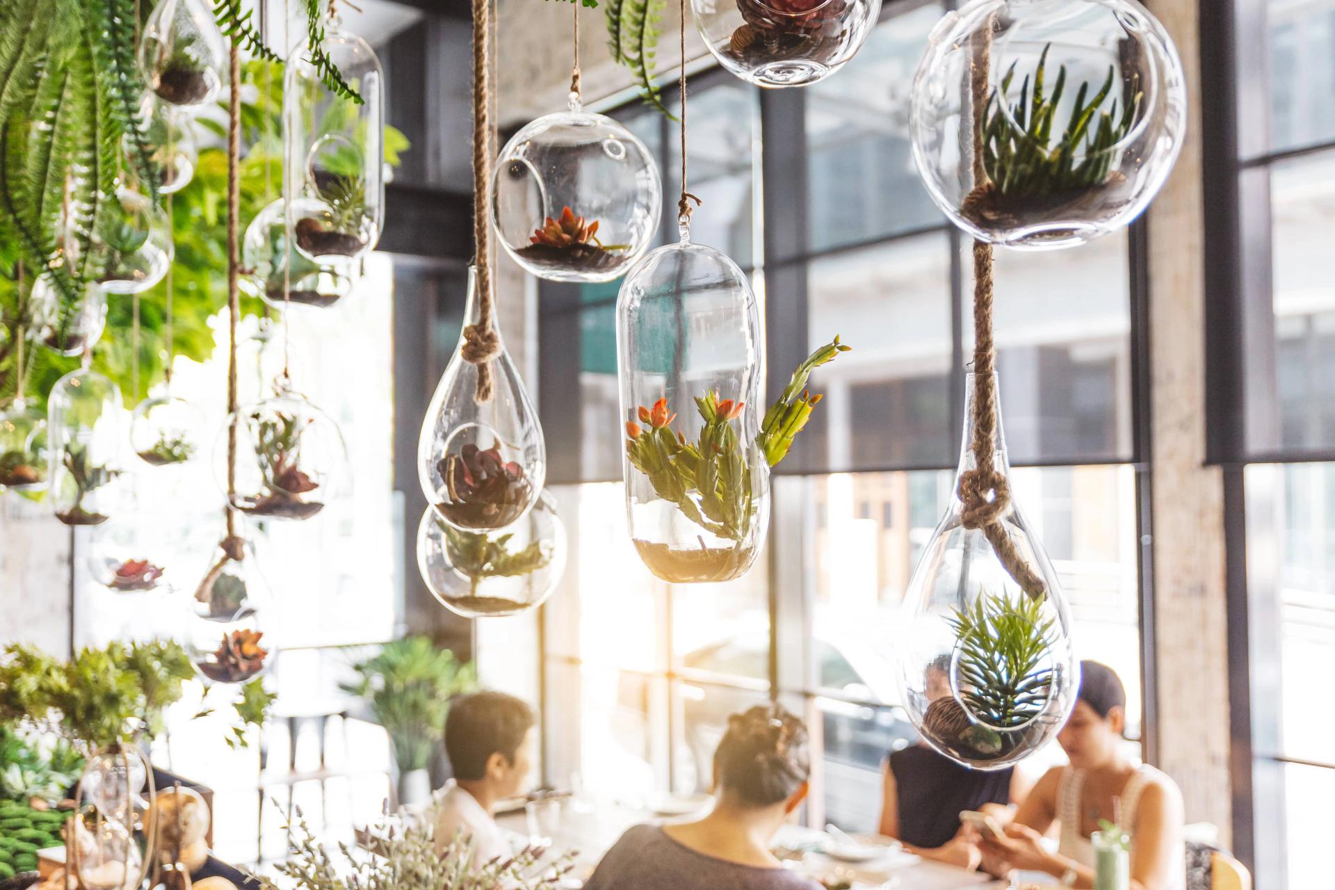 Plants hanging store from ceiling