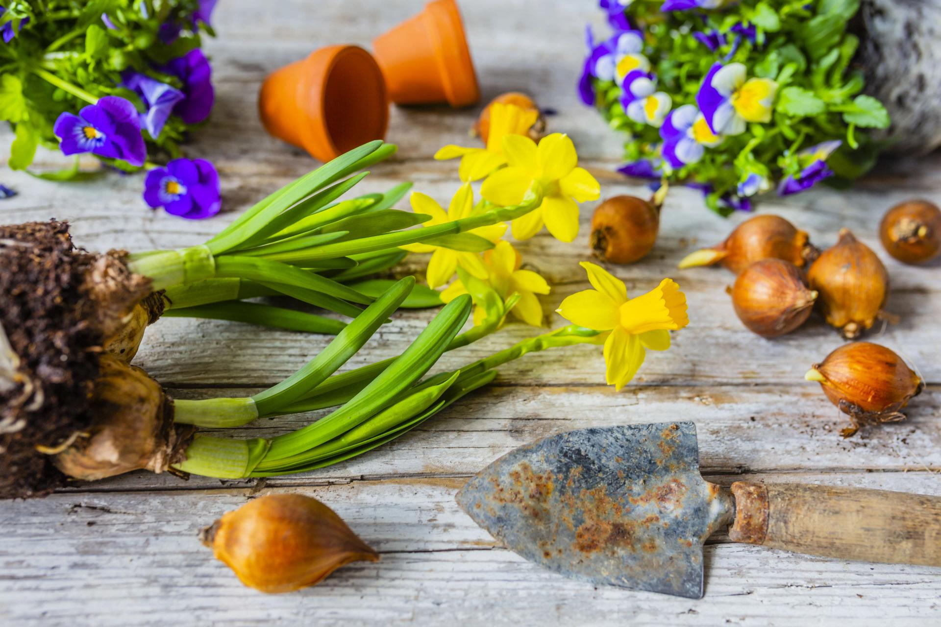 Daffodils grown from bulbs 