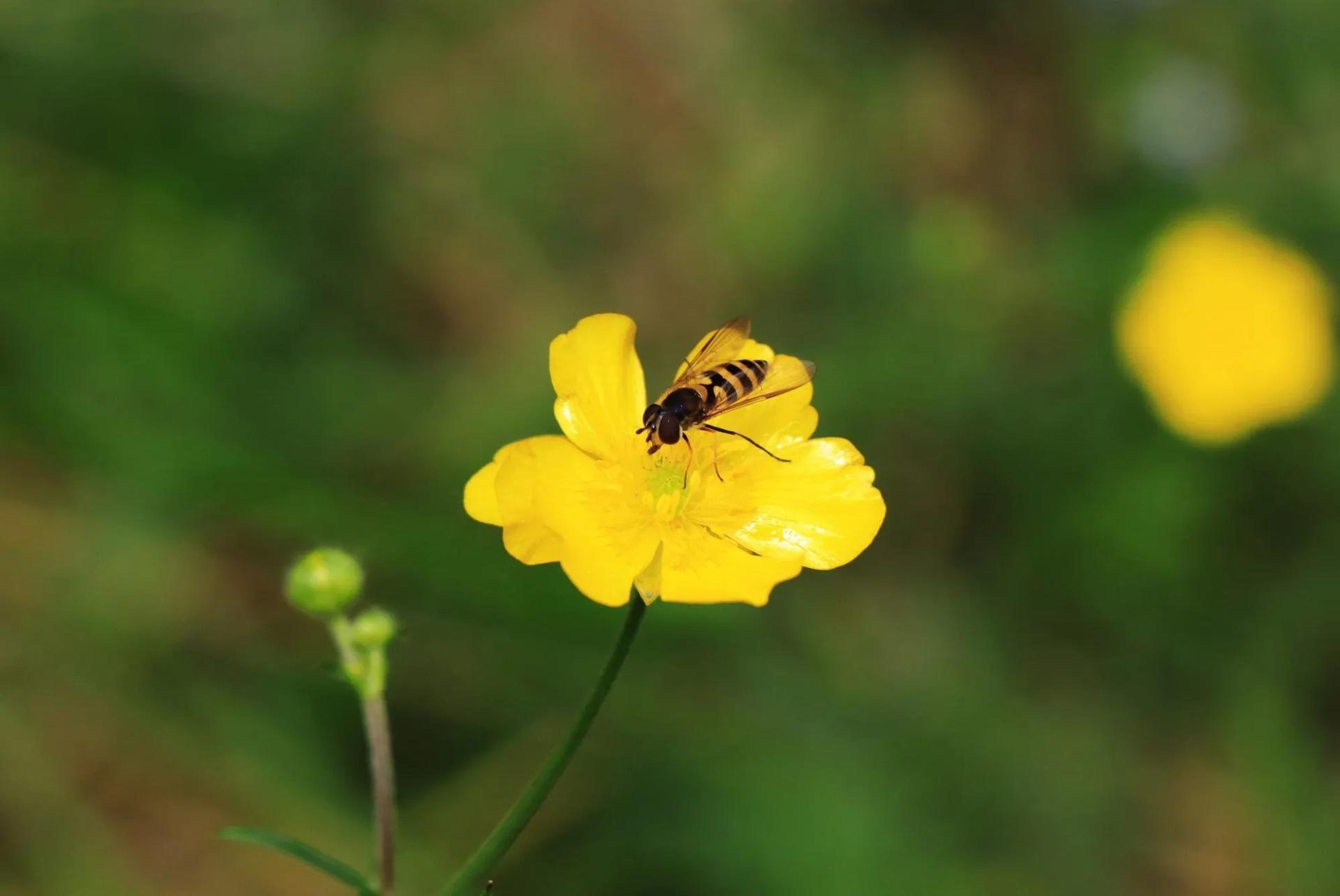 Wasp on a Flower