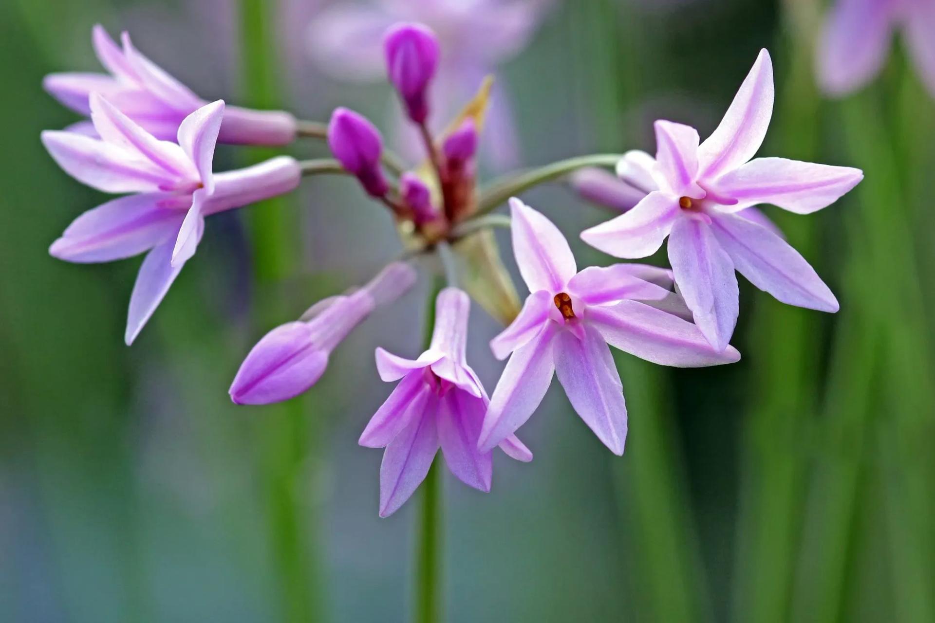 Society Garlic Flowers