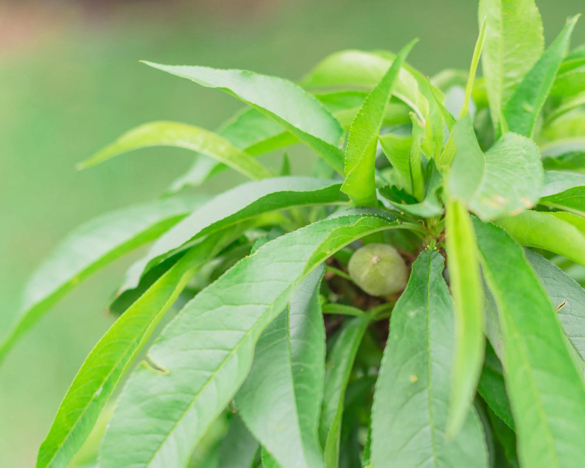 Green Peach Growing