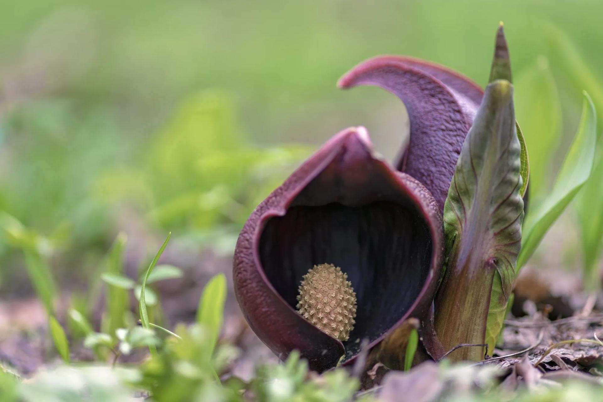 Skunk Cabbage