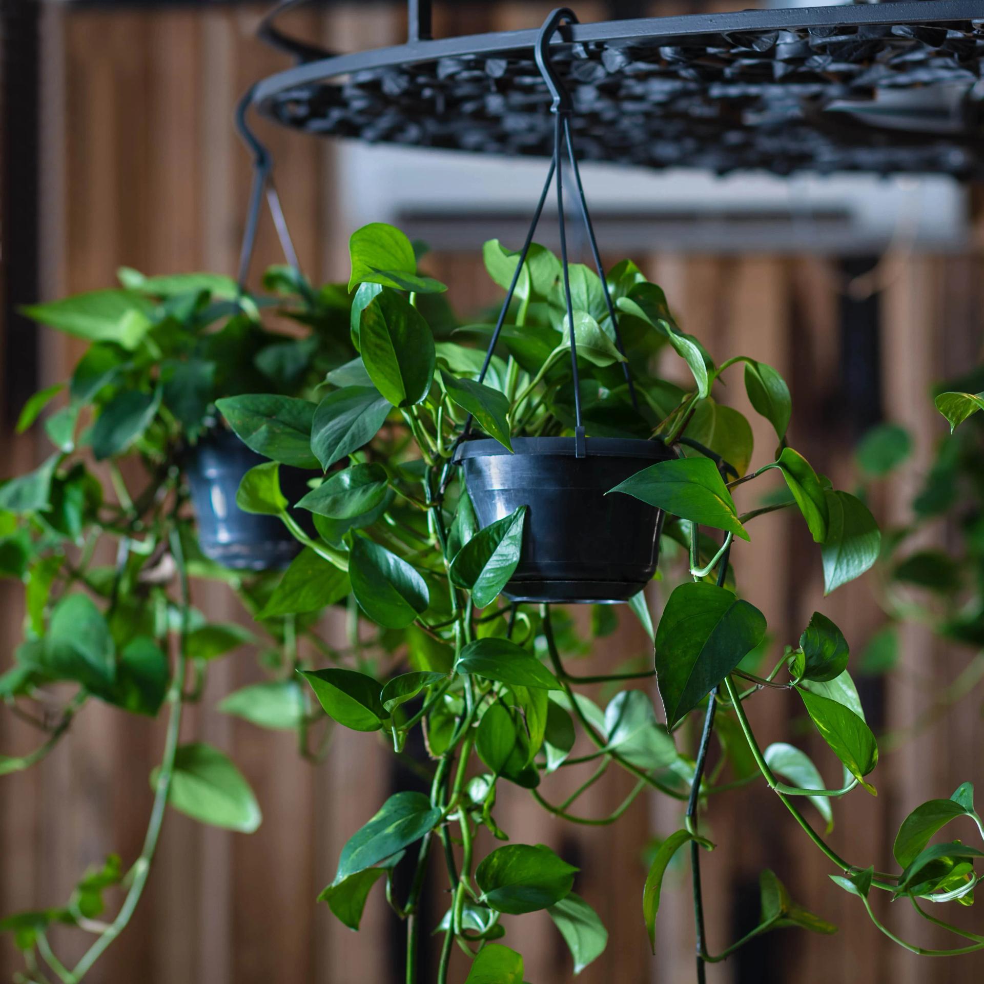 Hanging plant on sale from ceiling