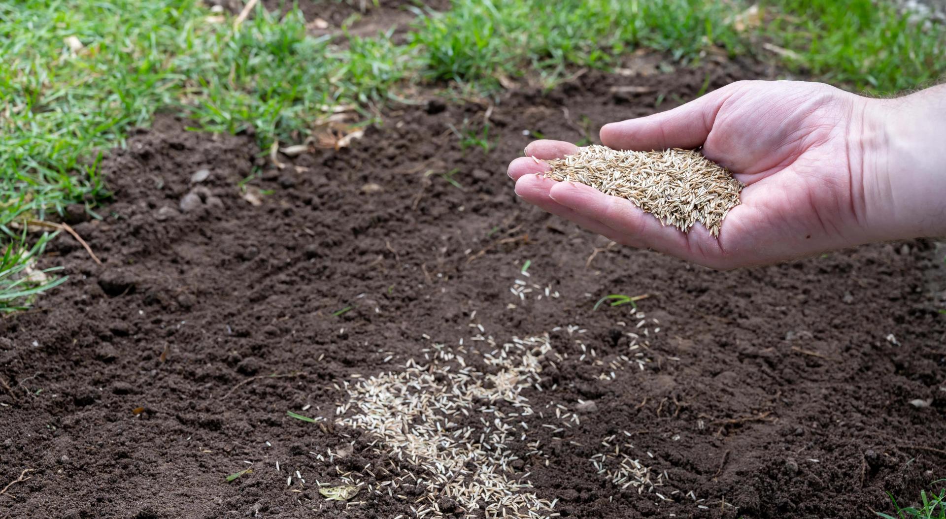 Sowing Grass Manually