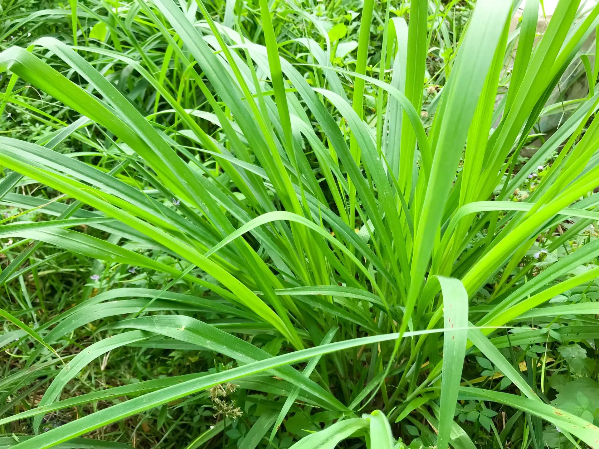 West Indian Lemongrass Leaves