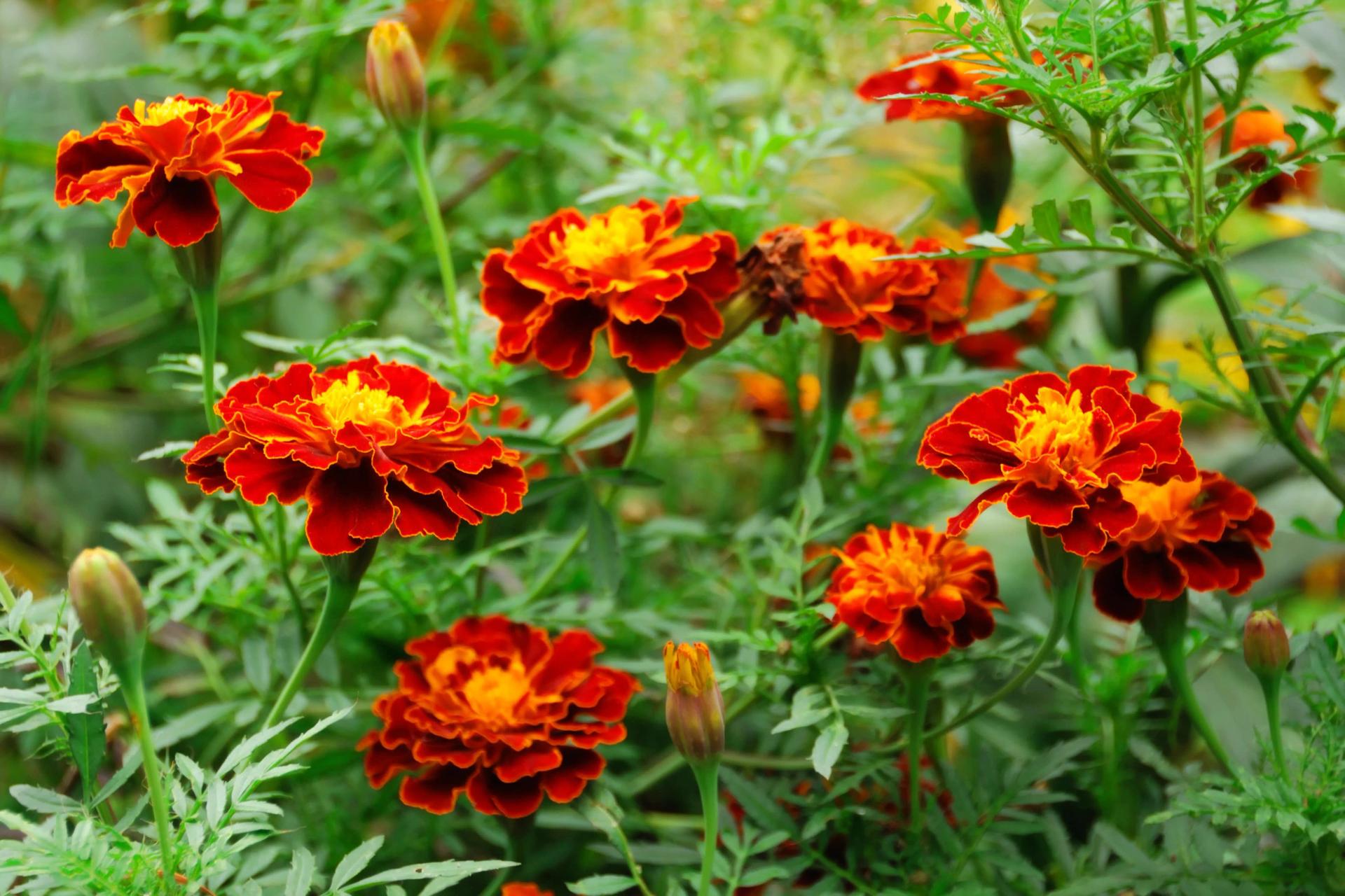 Marigolds Outdoors