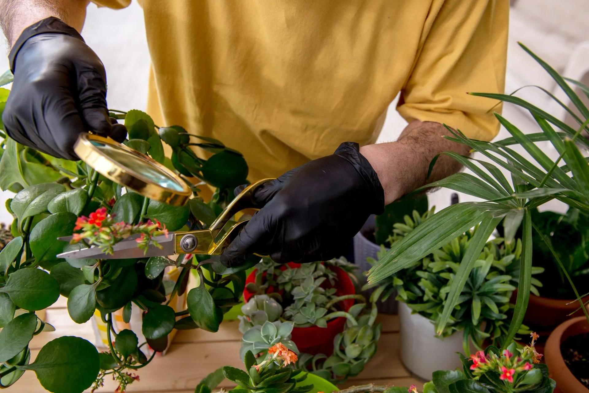 Examining the Plants