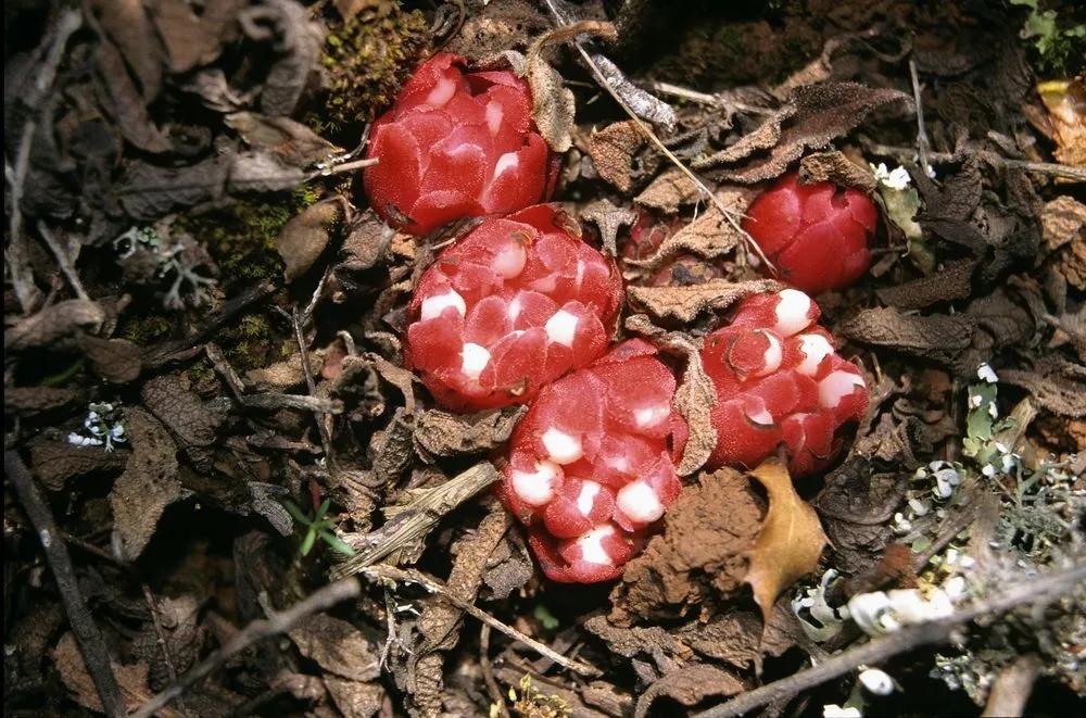 Pinedrop Berries