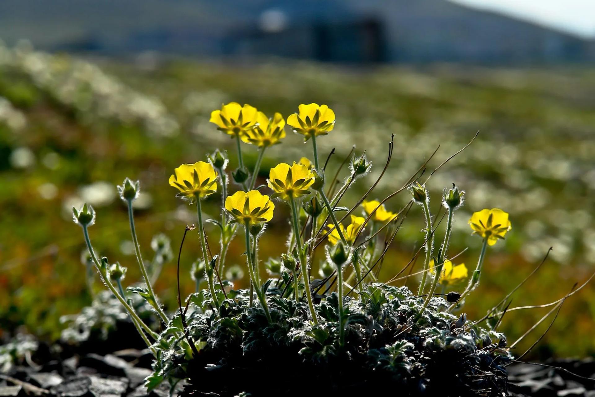 arctic tundra plant life