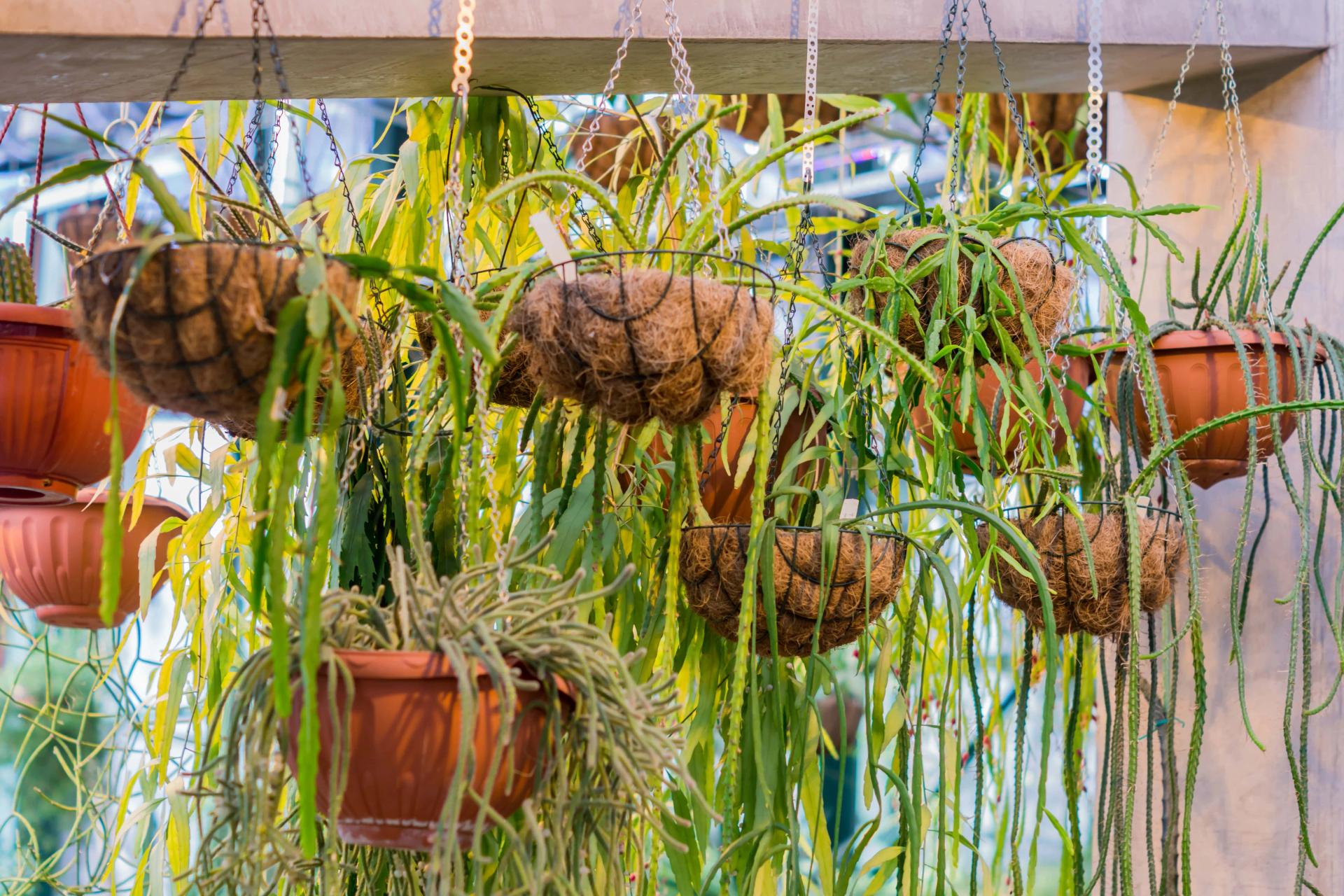 The Best Way to Hang Plants From The Ceiling