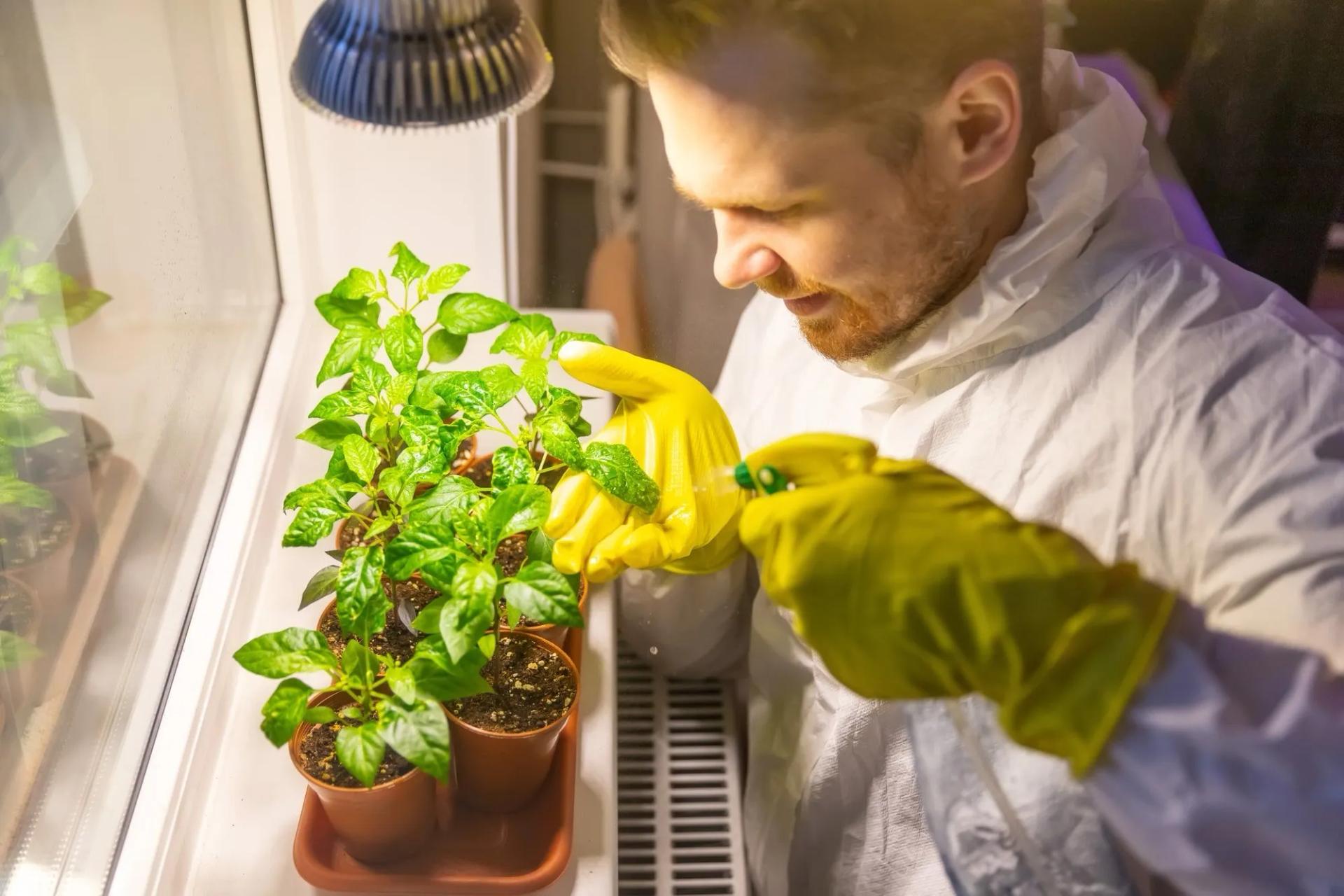 Growing plants indoors with artificial deals light