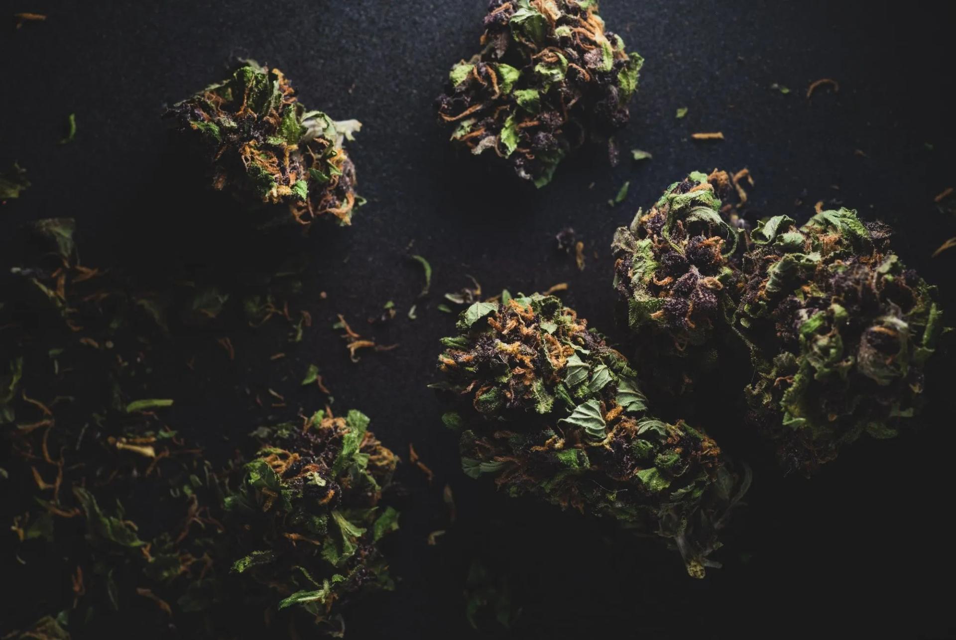 10+ Best Purple Weed Strains (Indica, Sativa, Hybrids & Growing Tips)