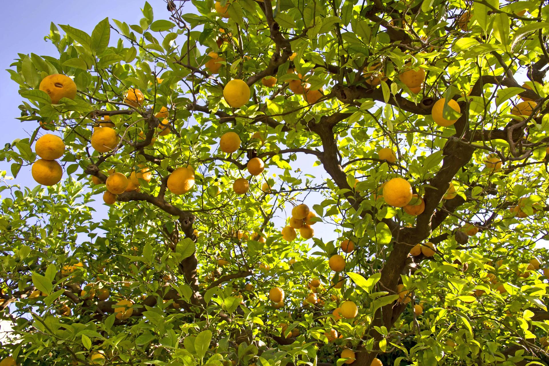 names of lemon trees