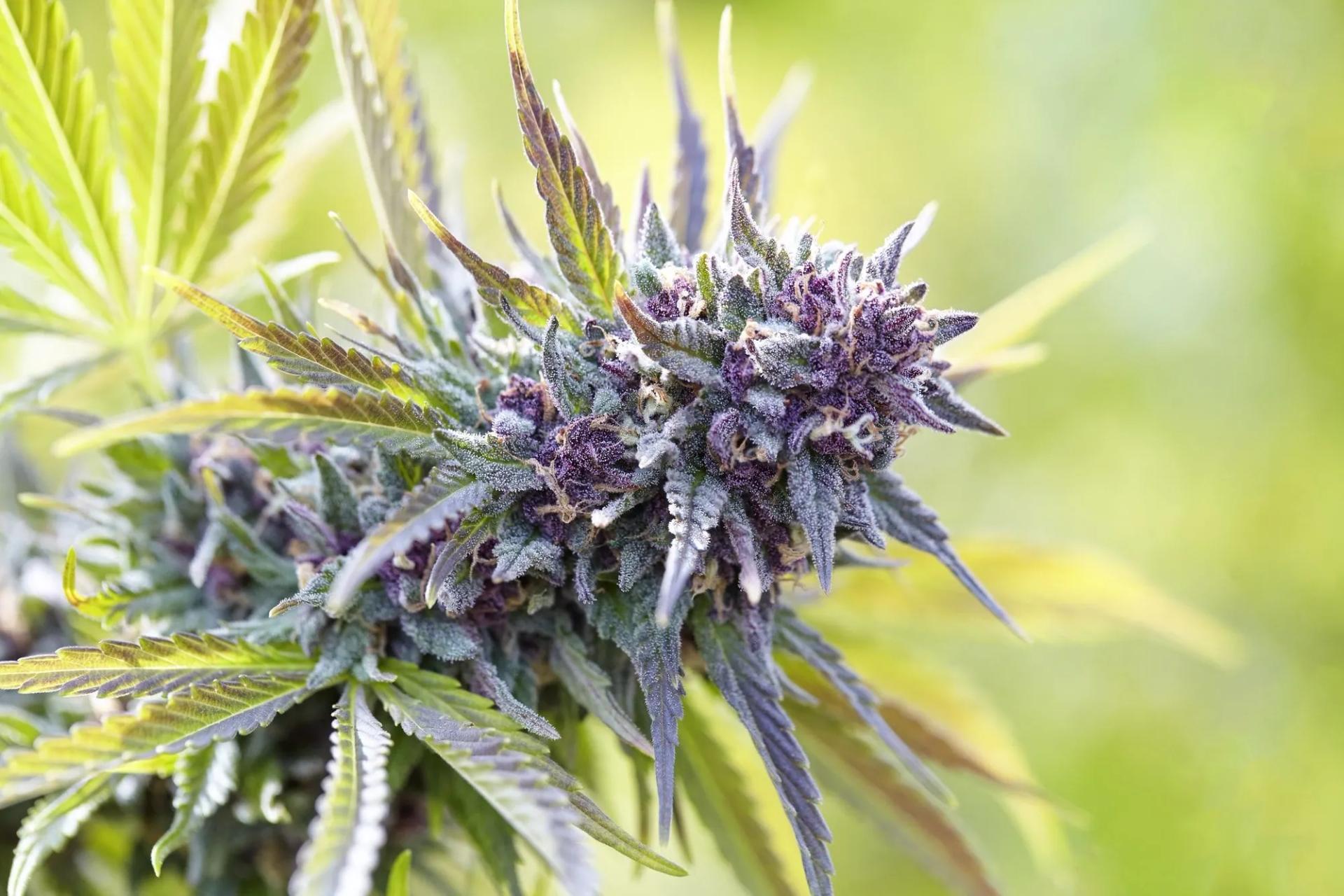 What Are Purple Weed Strains